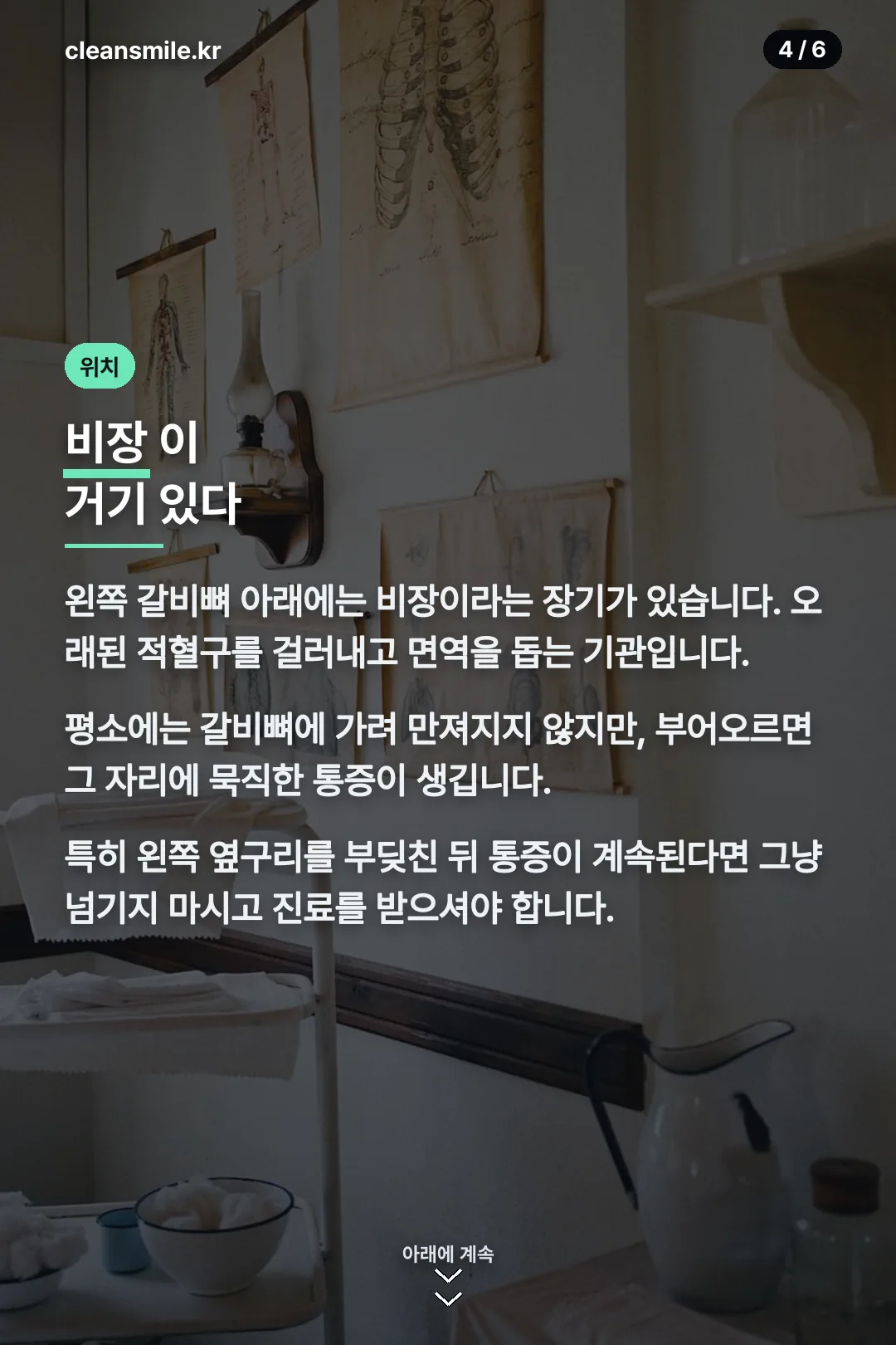 비장 위치