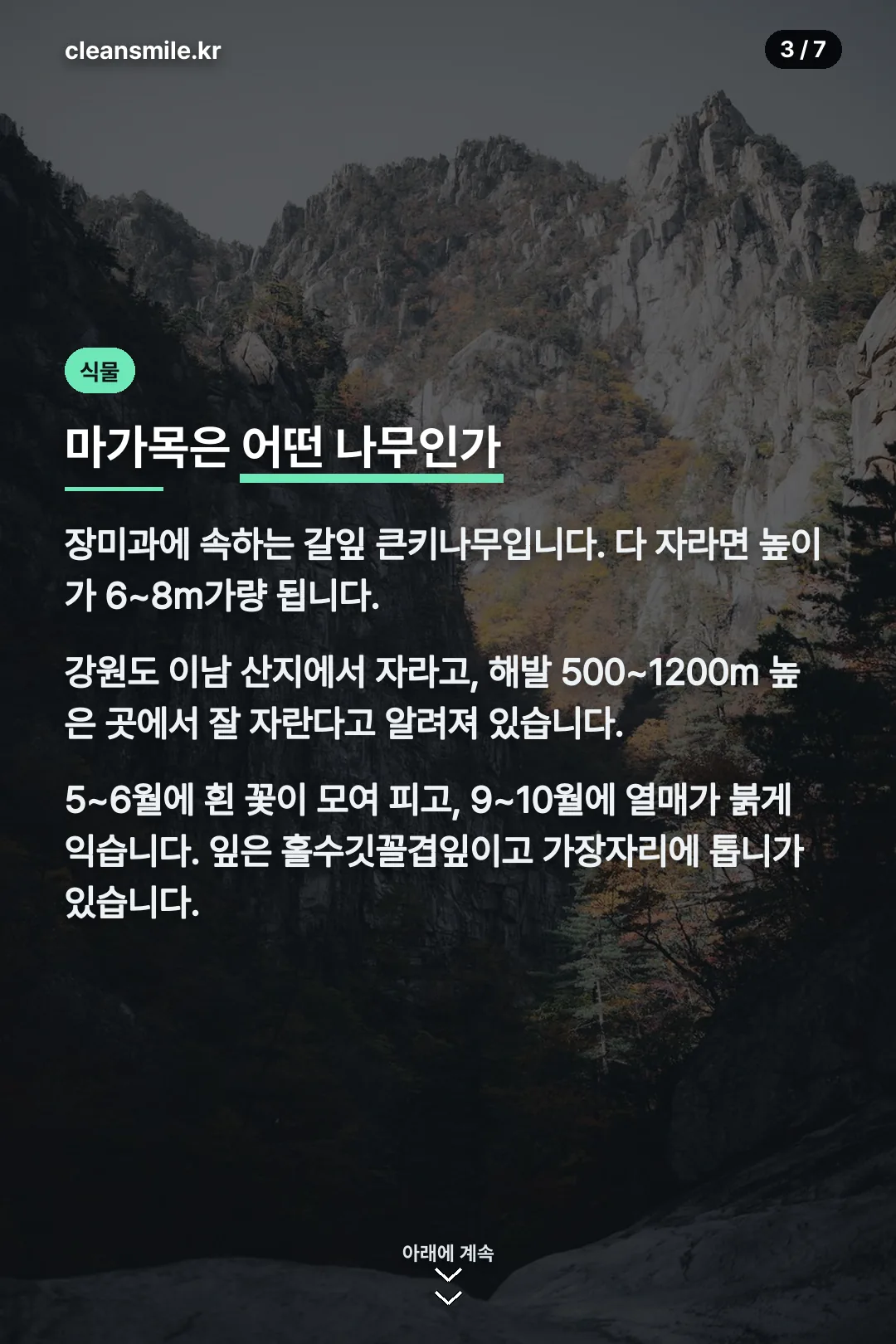 마가목 식물 특징