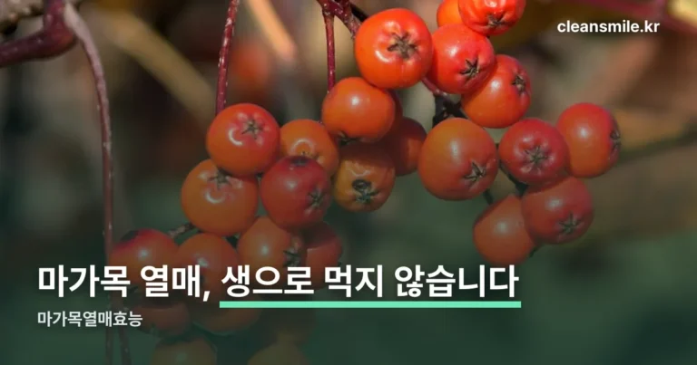 마가목열매효능 — 식약처 인정 기능성은 확인되지 않습니다