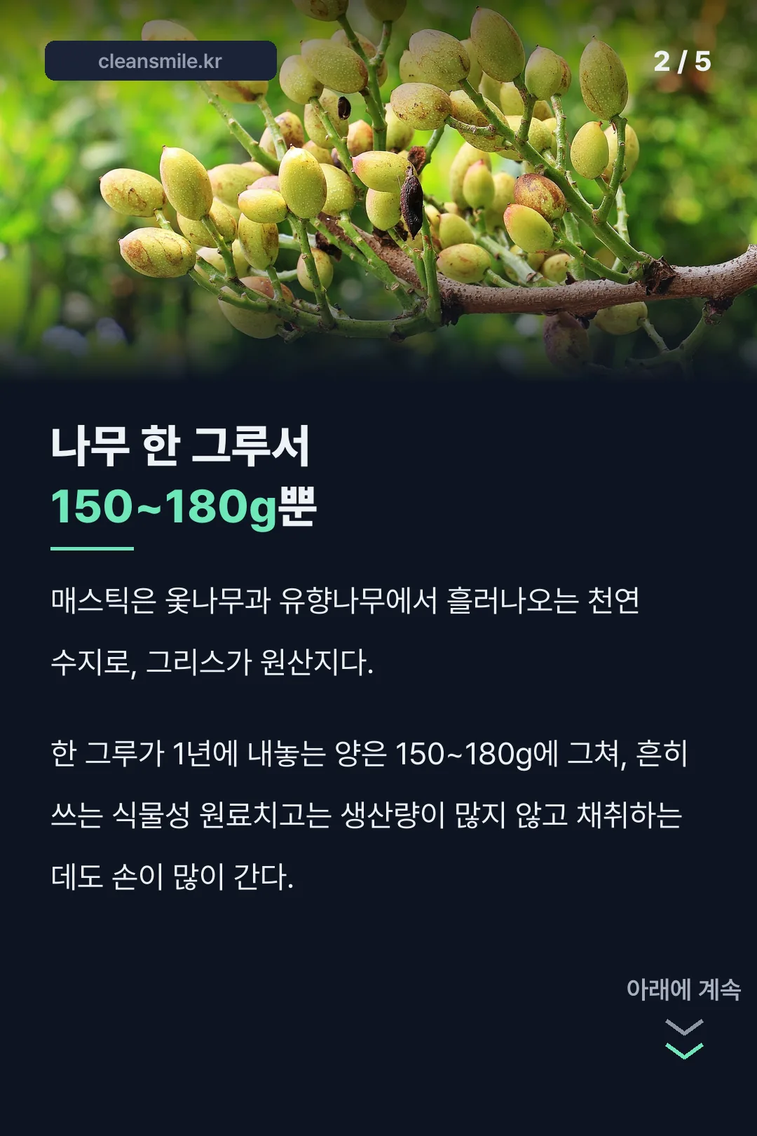 매스틱 나무 원료 정체